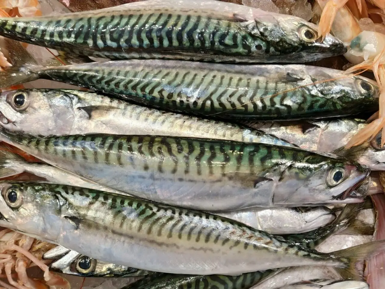 Sgombro in scatola: benefici e motivi per sceglierlo secondo i nutrizionisti Sgombro in scatola: benefici e motivi per sceglierlo secondo i nutrizionisti