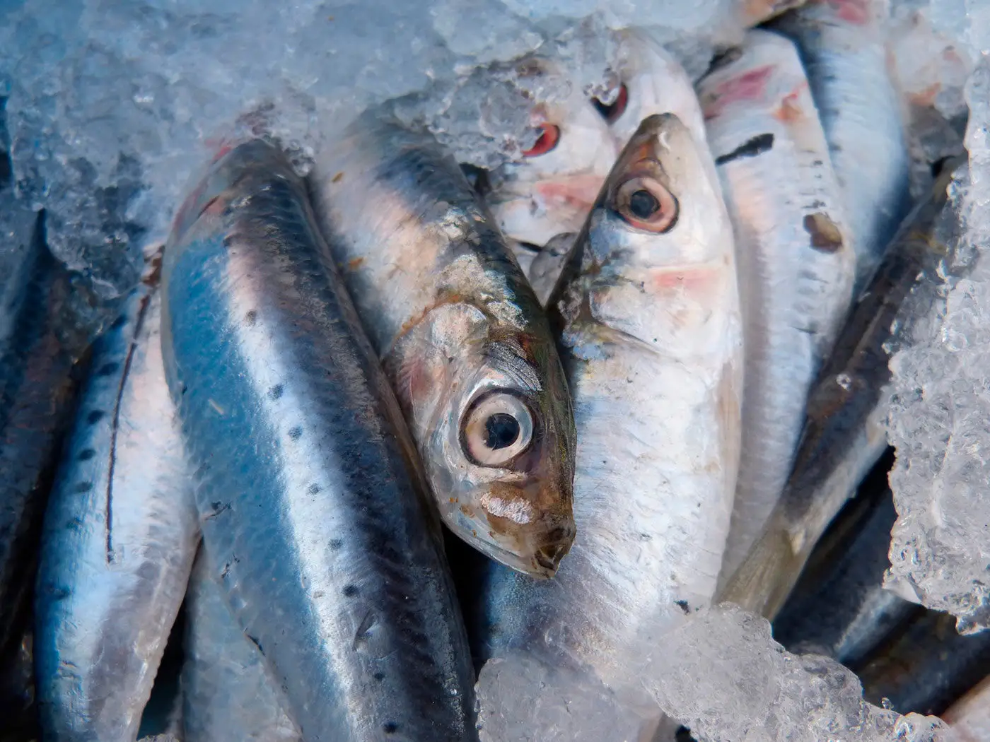 Come congelare il pesce azzurro mantenendo gusto e qualità Come congelare il pesce azzurro mantenendo gusto e qualità